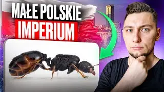Polskie imperium mrówek ma nowy dom, Unia zakaże ci możliwość hodowli mrówek ?