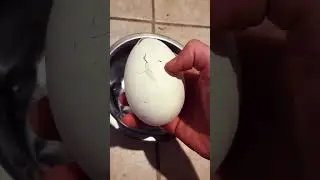 Cracking A Cracked Goose Egg For Our Dog