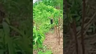 Ruak Ruak yang Beruntung || Bird trap