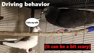 SCARY Pet Pigeon Behavior (Driving)