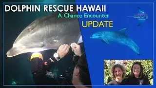 Dolphin Rescue Hawaii - Update: A Chance Encounter