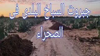 مزرعة تين شوكى جار مزارع أخرى مختلفة من الأشجار وناجح ومنافس قوى حاليا