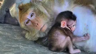 Brinn Gently Nurses Her Tiny Baby Braxton – So Tender 💕🐒, @5starmonkeys