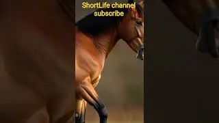 powerful horse
