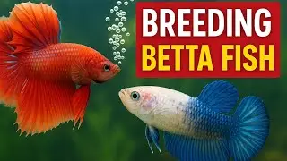 How I breed betta fish!