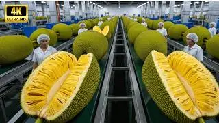 Inside a hight-tech Jackfruit Chips Factory - How They Make the Perfect Crunch (step by step)