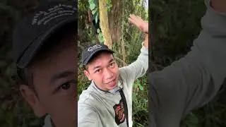 Tebang dan Jual Beli Kayu #woodworking #chainsaw #wood #shorts #viral