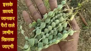 Ayurvedic Benefits of Babool: खज़ाने से भी कीमती हैं बबूल की फली, गोंद से छाल तक सब कुछ 3