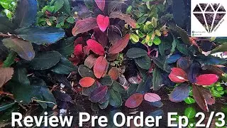 Review Pre order Bucep rare item (รีวิวบูเซป ตัวท้อป)Ep.2 by @diamondbucep