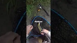Этот трюк для ловли рыбы на мелководье действительно работает! #рыбалка #шорты #висконсин