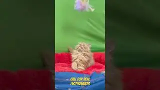 Honey golden kitten available #youtubeshorts #shorts #cat
