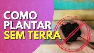 COMO PLANTAR SEM TERRA -TESTANDO SUBSTRATOS PARA MICROVERDES / MICROGREENS