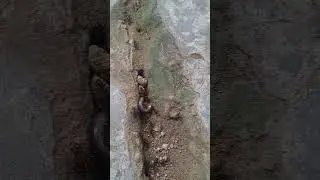 Camponotus Ants VS Fossorial Snake