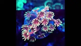 #goniopora  #korallen #coral #coralfrags #korallenzucht #korallenriffe #meerwasseraquaristik