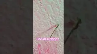 not dragonfly 🐲#damselfly#green#dailyshorts#youtubeshorts#shortvideo#shortsfeed