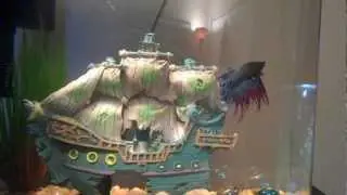 Dragon scale Betta fish: Dragon-fish a pirates life for me