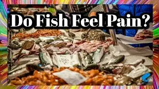 Do Fish Feel Pain ?