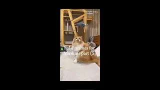 Extremely halal memes for Muslims part (5)
