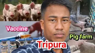 Tinikhe ani pig🐖🐷❤️no vaccine khaimani naidi guys