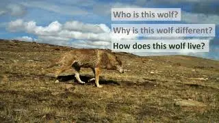 Ecology, Genetic and Conservation of the Himalayan Wolf with Geraldine Werhahn