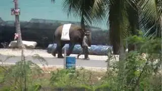 Elephant wandering down the road