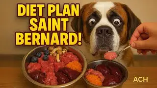 St. Bernard डॉग्स के लिए कौन-सा खाना हेल्दी है? - Saint Bernard Dog Food Guide