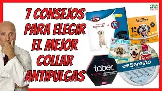 🐶 7 CONSEJOS PARA ELEGIR EL MEJOR COLLAR ANTIPULGAS Y GARRAPATAS PARA PERROS 🐶