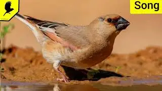 How does the Bun Finch sing? (audio) Rhodospiza obsoleta
