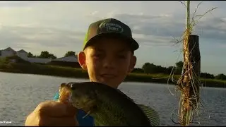will fish eat a block of wood