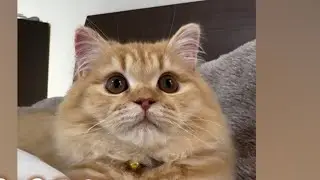 初めての首輪