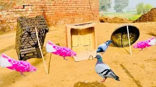 3 Ideas For Pigeon Trap | Birds Trap | How To Make Pigeon Trap | @MsBirdTraps |