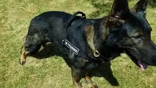 Ultimate Multi Purpose Dog Harness