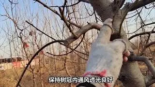 柿子树冬季修剪全攻略：科学修剪助力来年丰产
