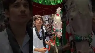 6 Muharram Juloos||Amroha Zuljanah||Amroha Azadari live||Amroha Muharram||Hussaini Baja Amroha||2025