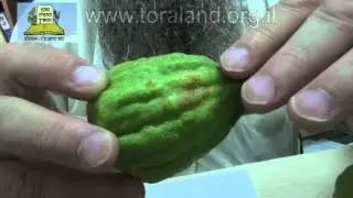 כשרות אתרוגים