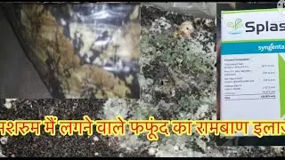 मशरुम मैं लगने वाले फफूंद का रामबाण इलाज /mushroom mai green or yellow mold ka illaj