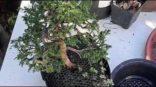 Repotting Cryptomeria Japonica #bonsai