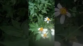 #naturesrilanka