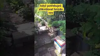 vol&aacute;m likvid&aacute;torovi !   #stopwasp #desinsection #garden #stingray  #shorts #gardenlife  #subscribe