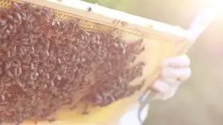 The Future of Beekeeping: urbanBee Smart Hive Reveal!