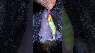 Different species 🤩 #yozuri 3D testarossa. #squid #eging #fishing #pesca #pescare #nightfishing