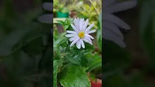 🌼🍂#narji #zubin #song