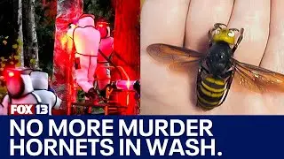 Invasive murder hornets successfully eradicated from WA