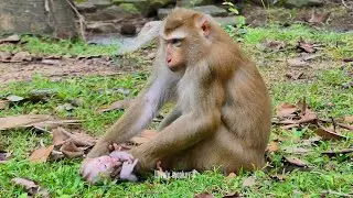 so pity baby monkey luno, luna she is not allow milk for baby luno...