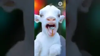 बकरी के बच्चा बोले में मैं मैं 🔨🗣️🐐 #funny