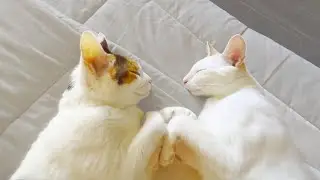 【見つめあって眠る猫たち】The cats sleeping like they’re in love