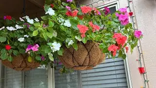 Así guardé mis plantas de la lluvia ☔️🪴🌺 #trending #garden #foryou #fyp #parati #winter 