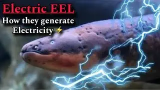 How Electric EEL generate electricity ! How electric EEL gives shock to people Wildlife Documentary