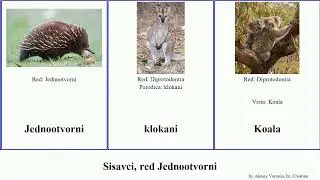 Sisavci, red Jednootvorni mravojed mammal tigar Divovski morska Tasmanski ellioti armadil klokan