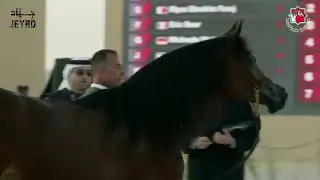 D SHAYBAH